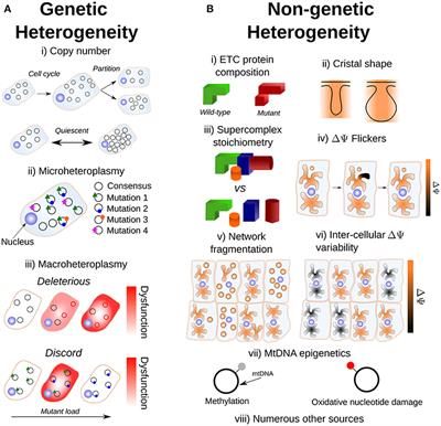 Ppt Molecular Diagnosis Of Heterogeneous Genetic Diseases The